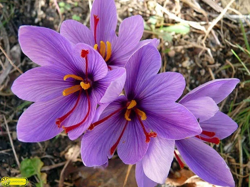 طرز تهیه دمنوش گلبرگ زعفران