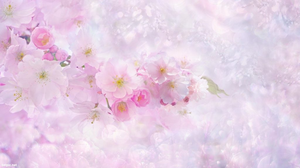 استاتوس واتساپ گل های زیبای صورتی