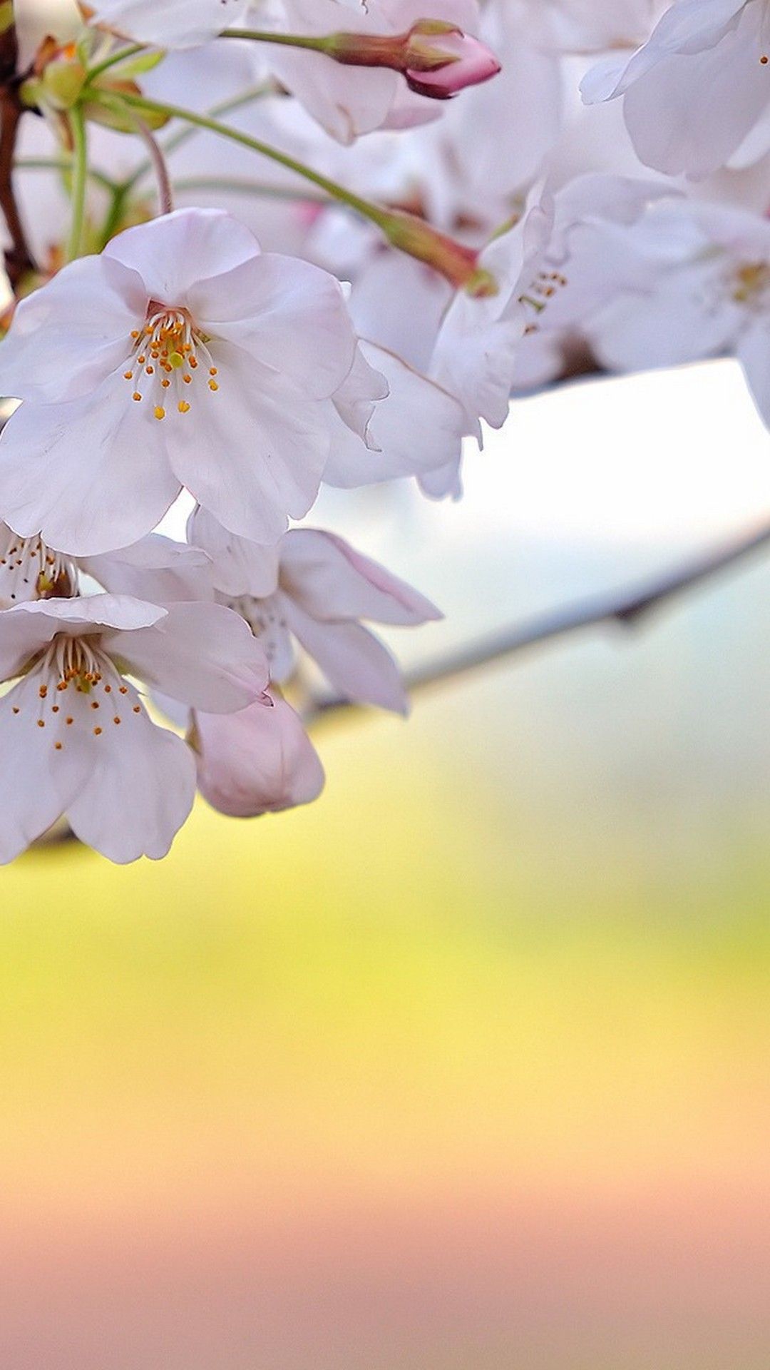 استوری آرامش بخش گلهای بهاری
