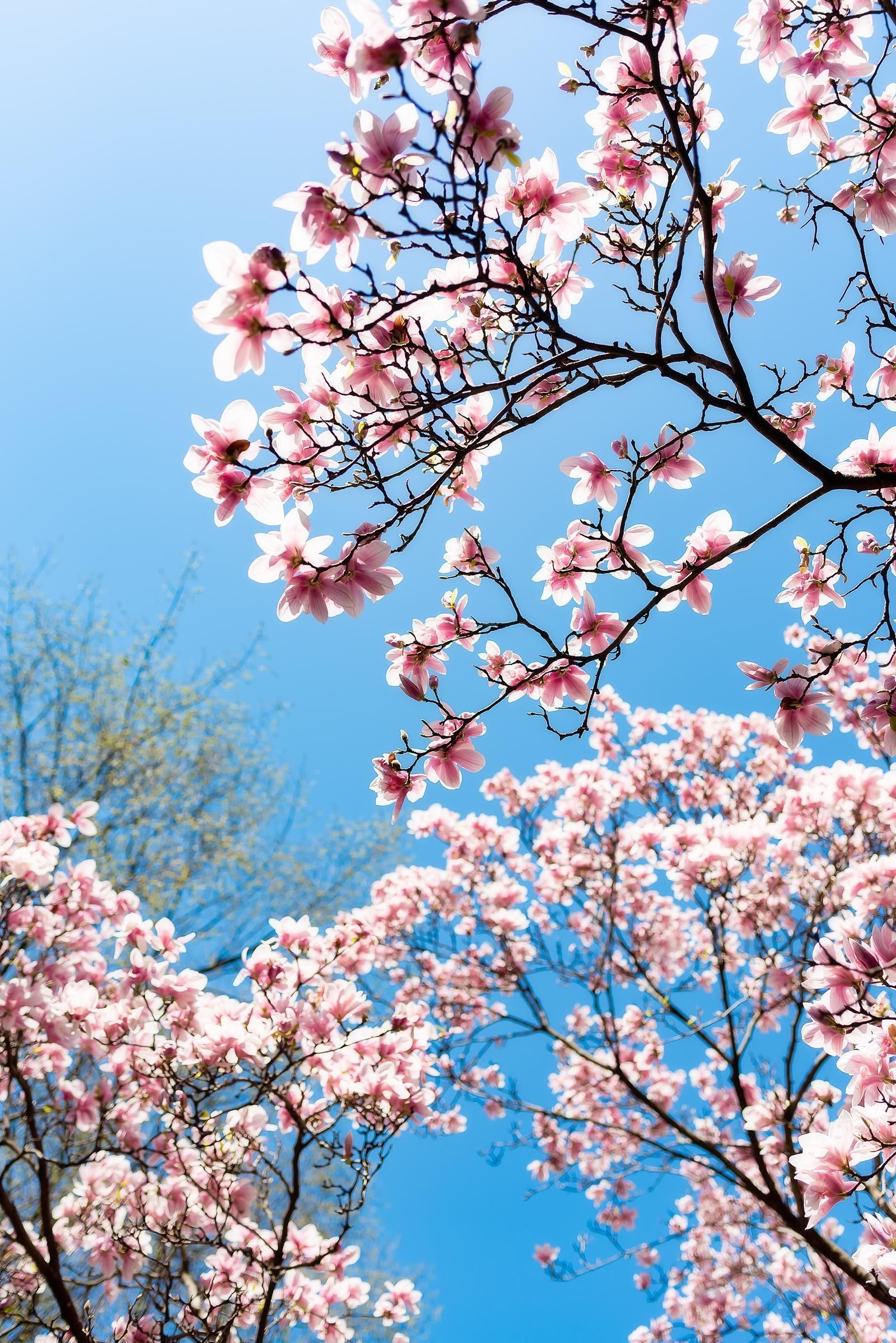 استوری شکوفه بهاری