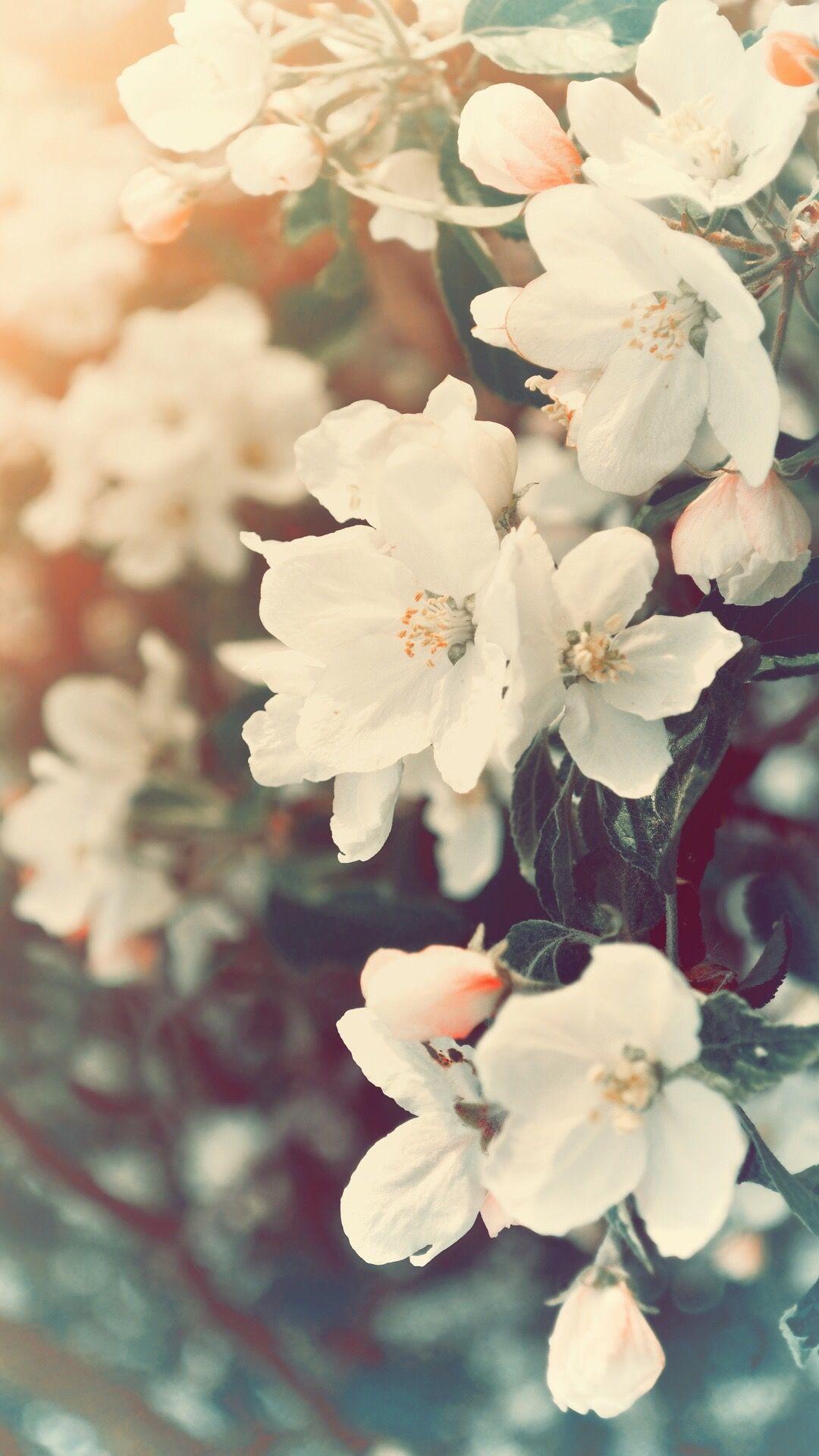استوری گل های سفید بهاری