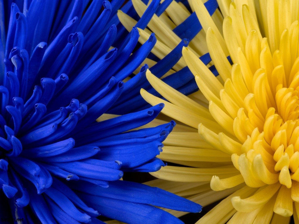عکس پروفایل گل آبی و زرد کنارهم