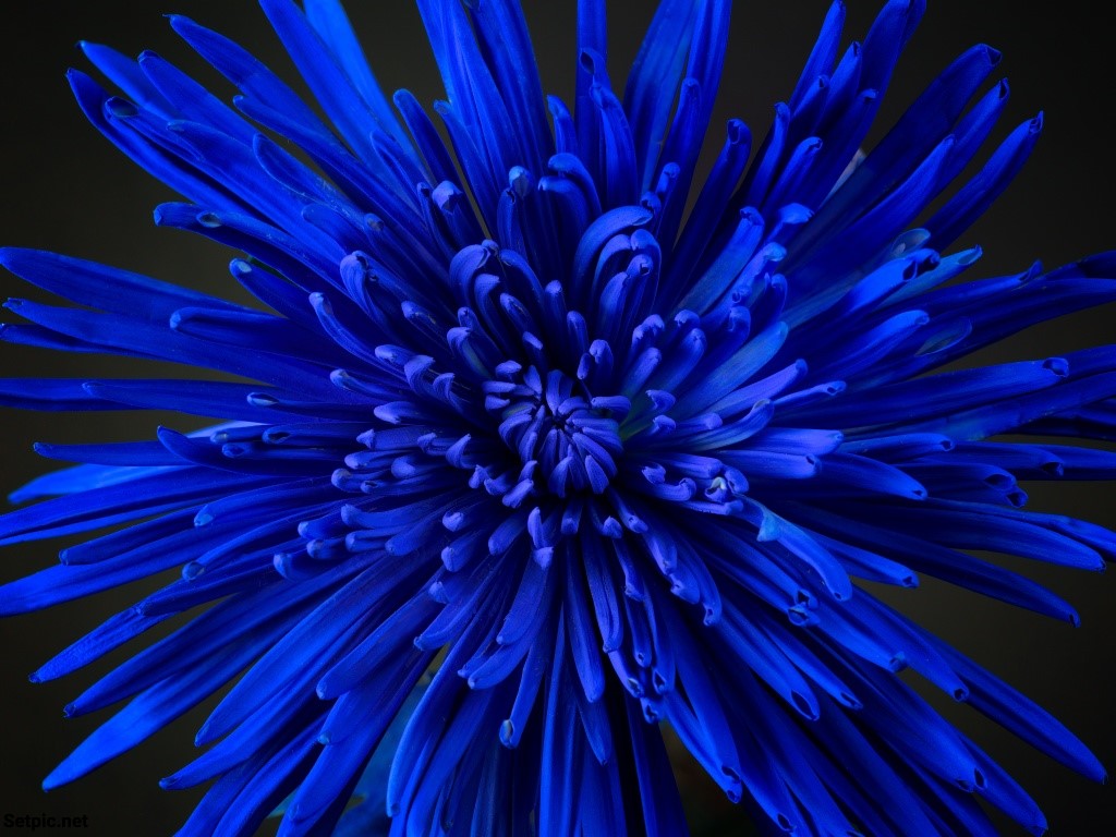 عکس پروفایل گل آبی