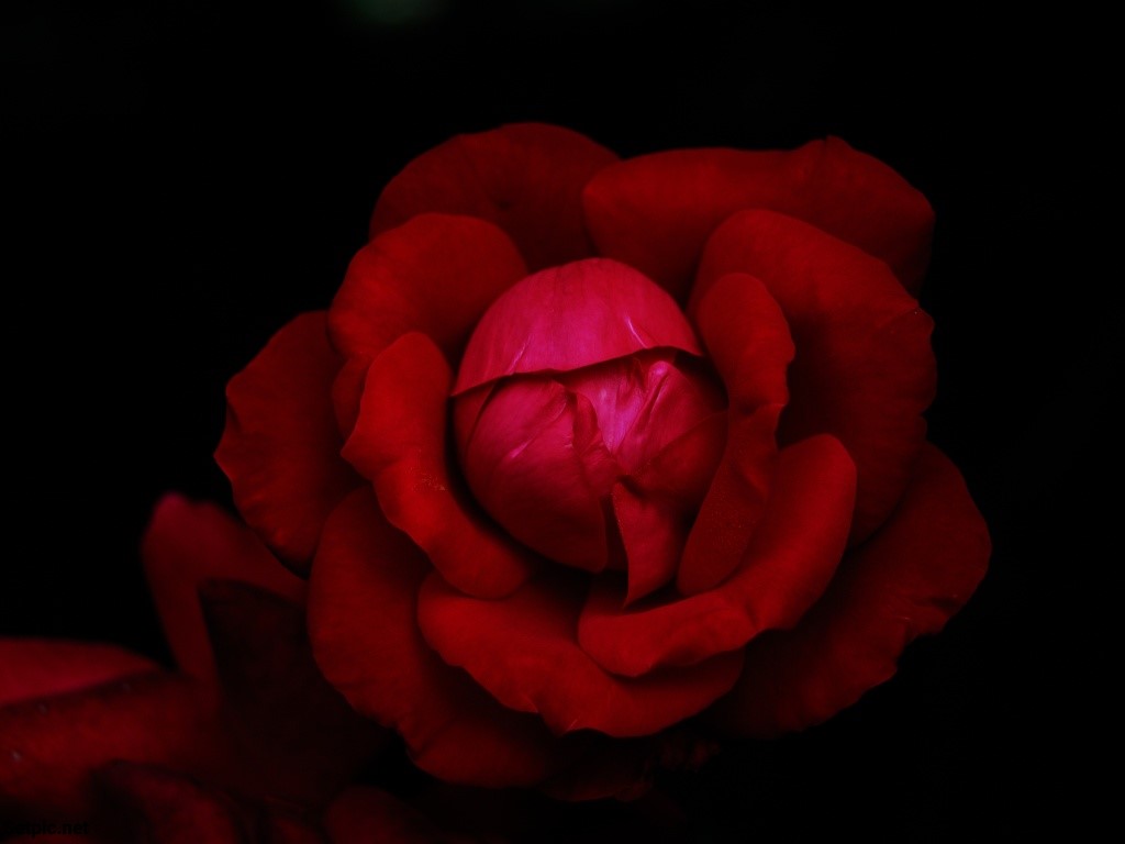 عکس پروفایل گل رز قرمز