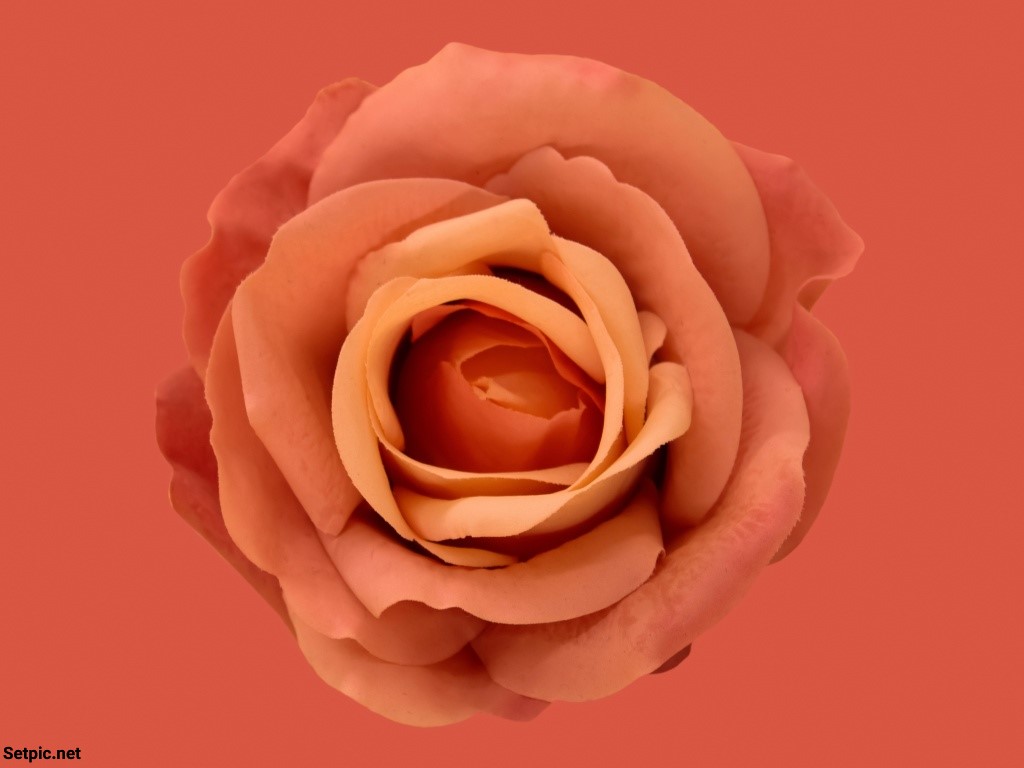 عکس پروفایل گل رز نارنجی