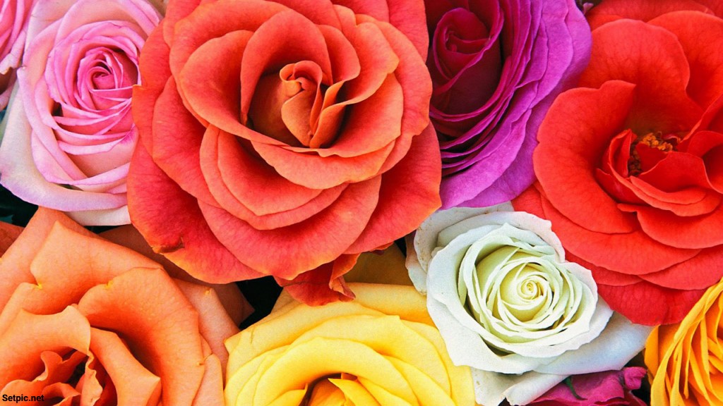 عکس پروفایل گل های رنگارنگ