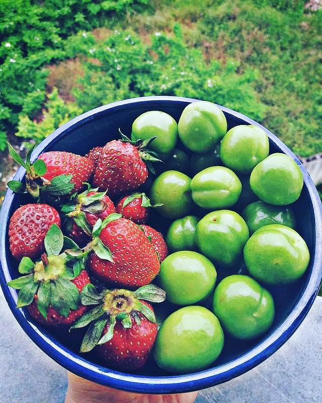 گوجه سبز و توت فرنگی