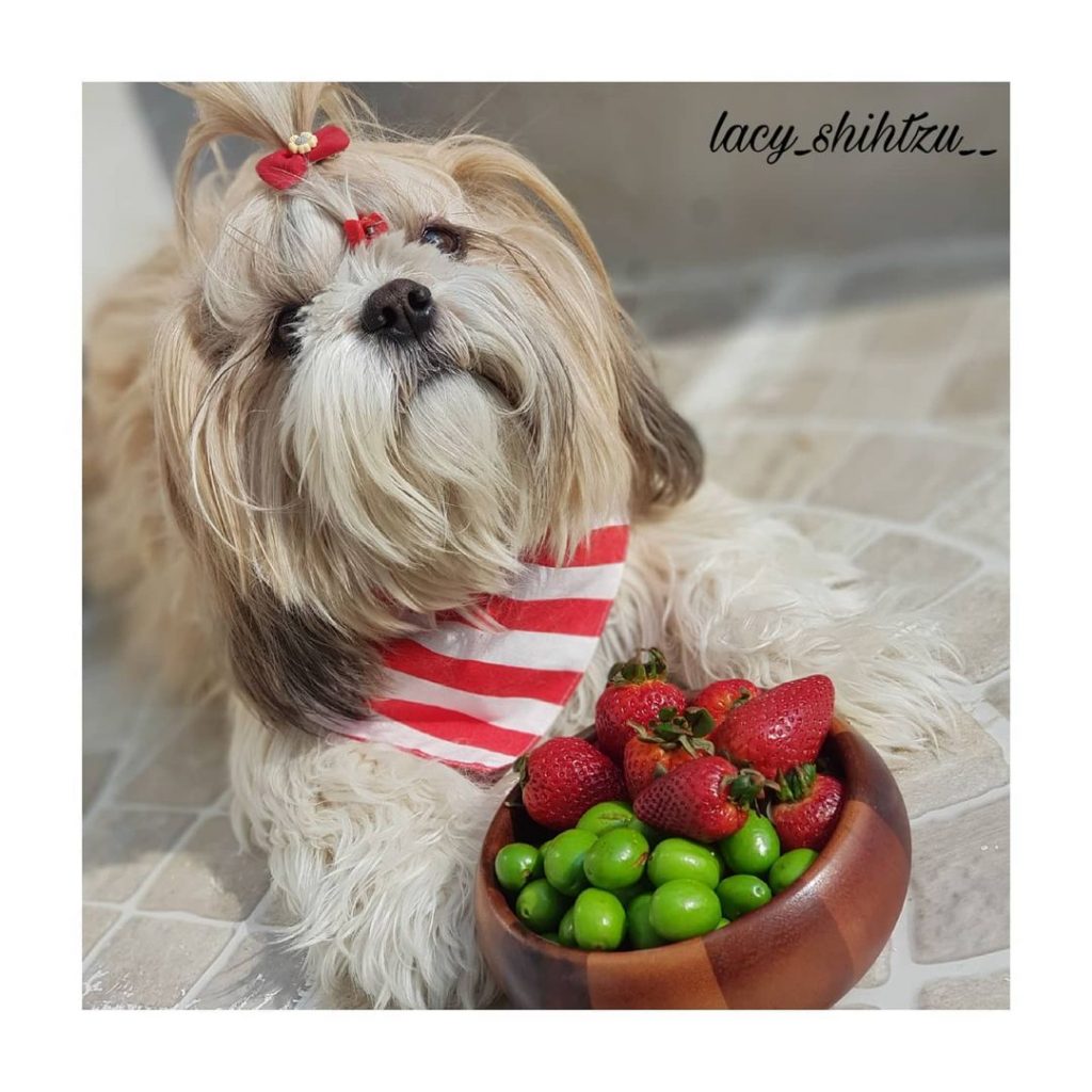 عکس سگ کنار ظرف گوجه سبز و توت فرنگی